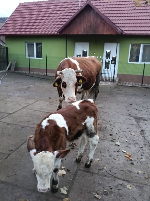 De vânzare vacă fătată