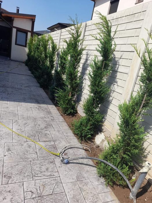 Laur englezesc pon pon spirale magnolia danic pini cedrus