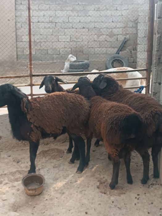 Токты кошкар семиз