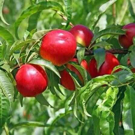 Pomi Fructiferi Străvechi Glia Strămoșească (Soiuri De Nectarin )