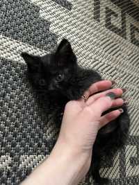 Котенок черный в хорошие руки