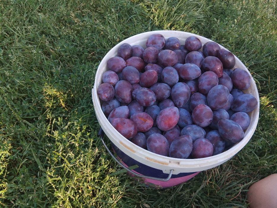 Prune pentru țuică,coapte,culese natural,fără pesticide