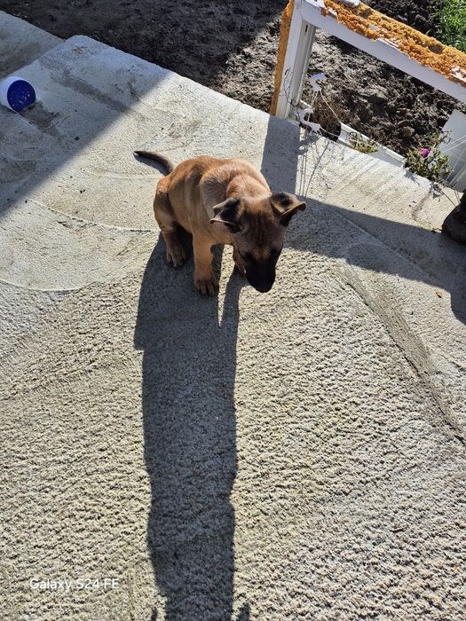 Pui Metis cu vaccinuri si deparazitări la zi