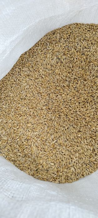 Vînd orzoaica de primăvara