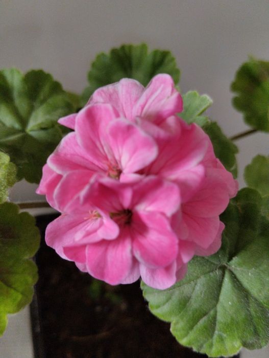 Пеларгония зональная