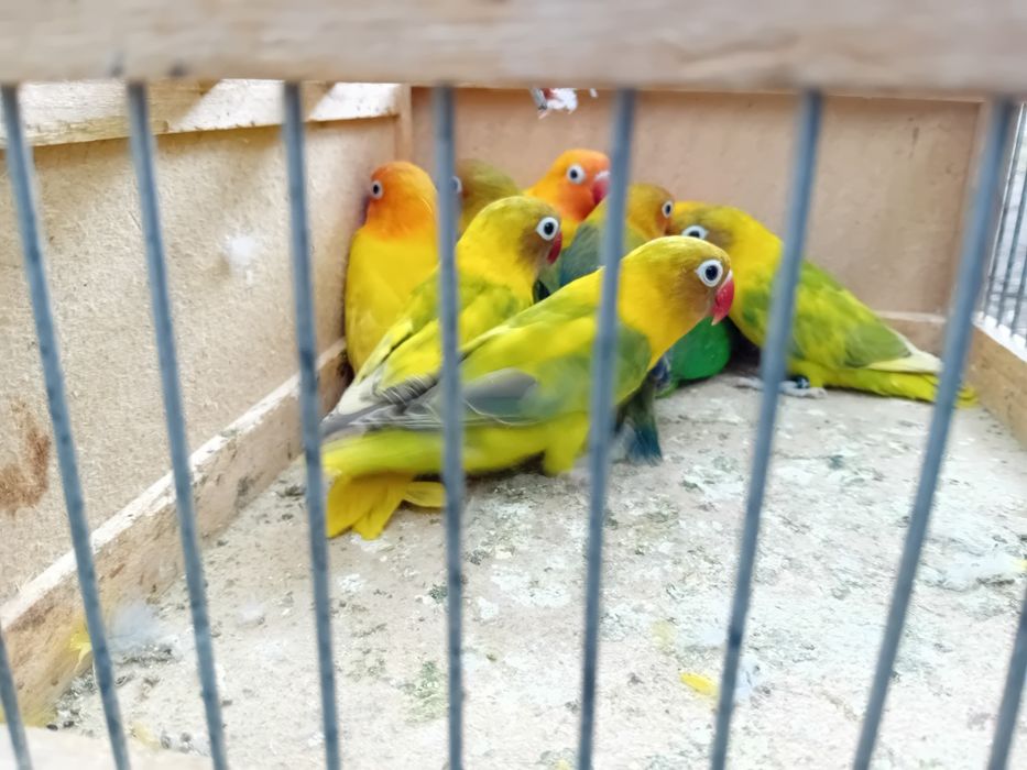 Vând  Kakariki. Agaponis..peruși