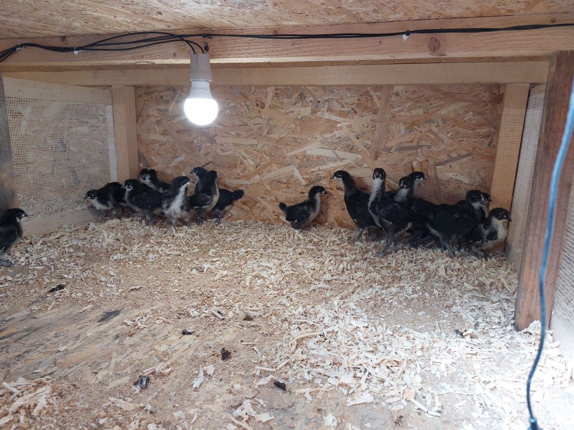 Puii Australorp 2 săptămâni