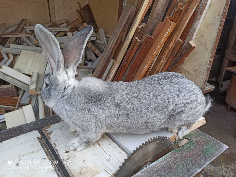 Продавам Зайци Оедрена Чинчила