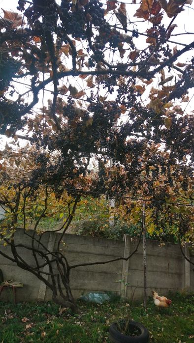 Struguri de vânzare