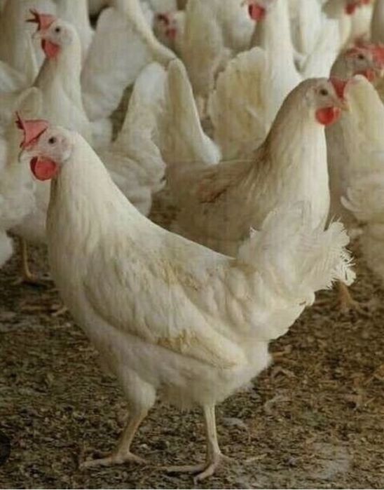 Куры нескшки   Оптом и в розницу