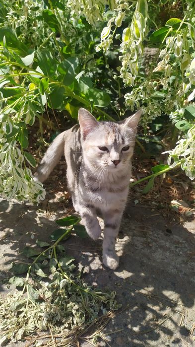 Отдам котенка, 4-месячную кошечку в хорошие, добрые руки.