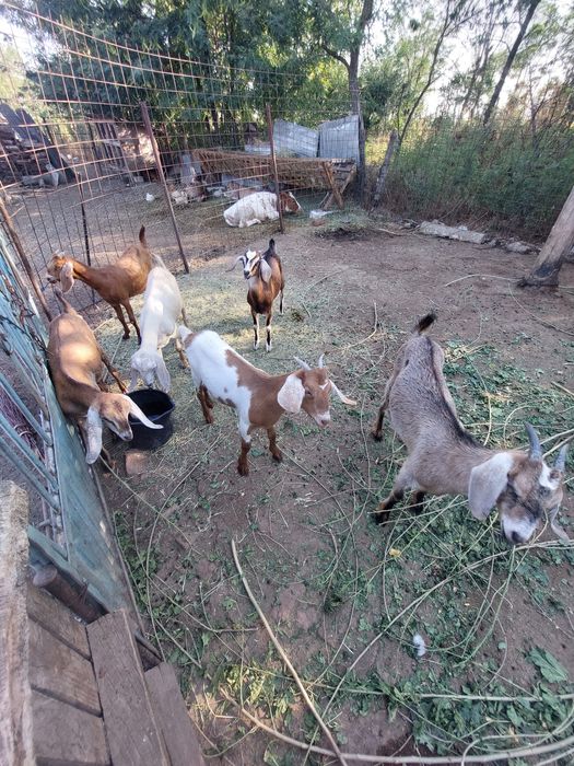 Vând iezi anglonumbieni