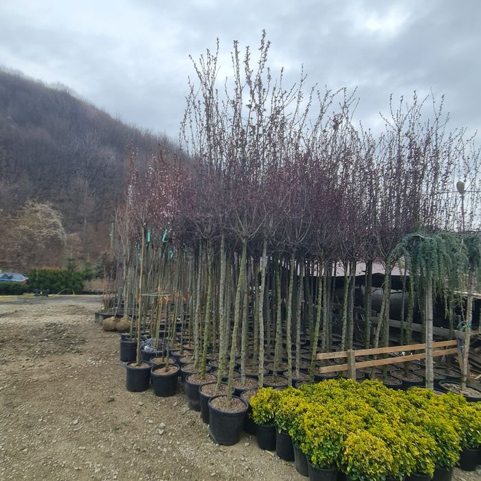 Magnolia mesteacăn tei
