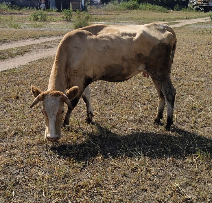 Продаются молодые телки