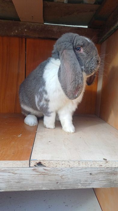 Mascul berbec german ! 2 ani,vaccinat,deparazitat