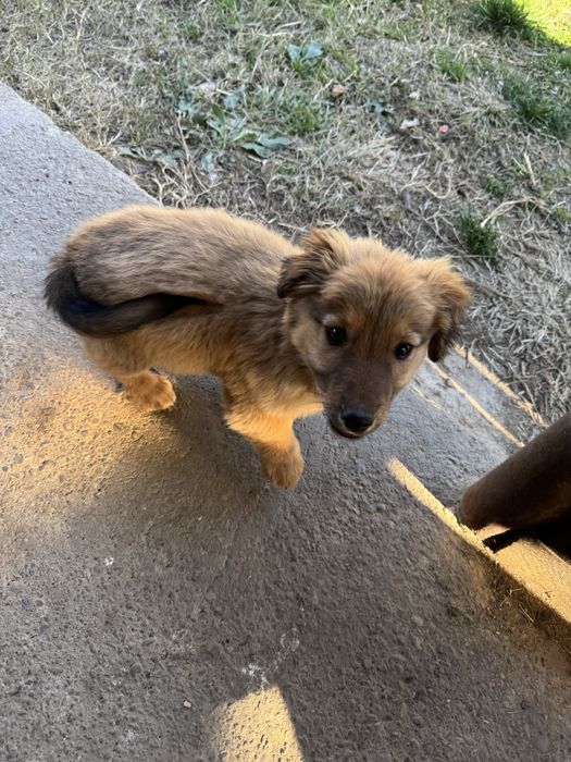 Donez catelusi de talie mica.