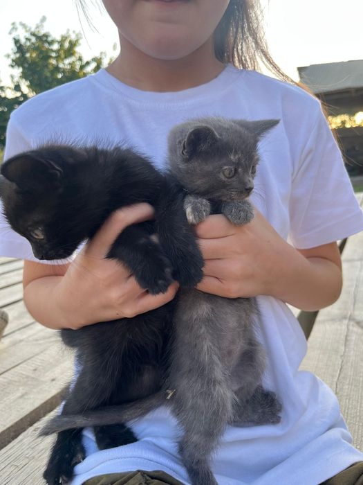 Марғау-котята мотята