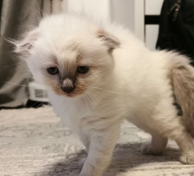 Pui pisica Felisa Autorizata