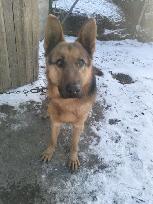 Немецкая овчарка