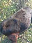 Vand juninca Angus