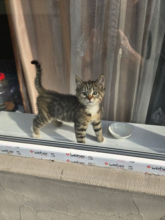 Бусинка - мурлыка