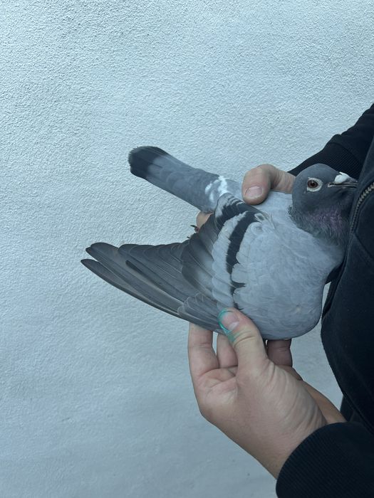 Femelă 2020 Gaby Vandenabeele !