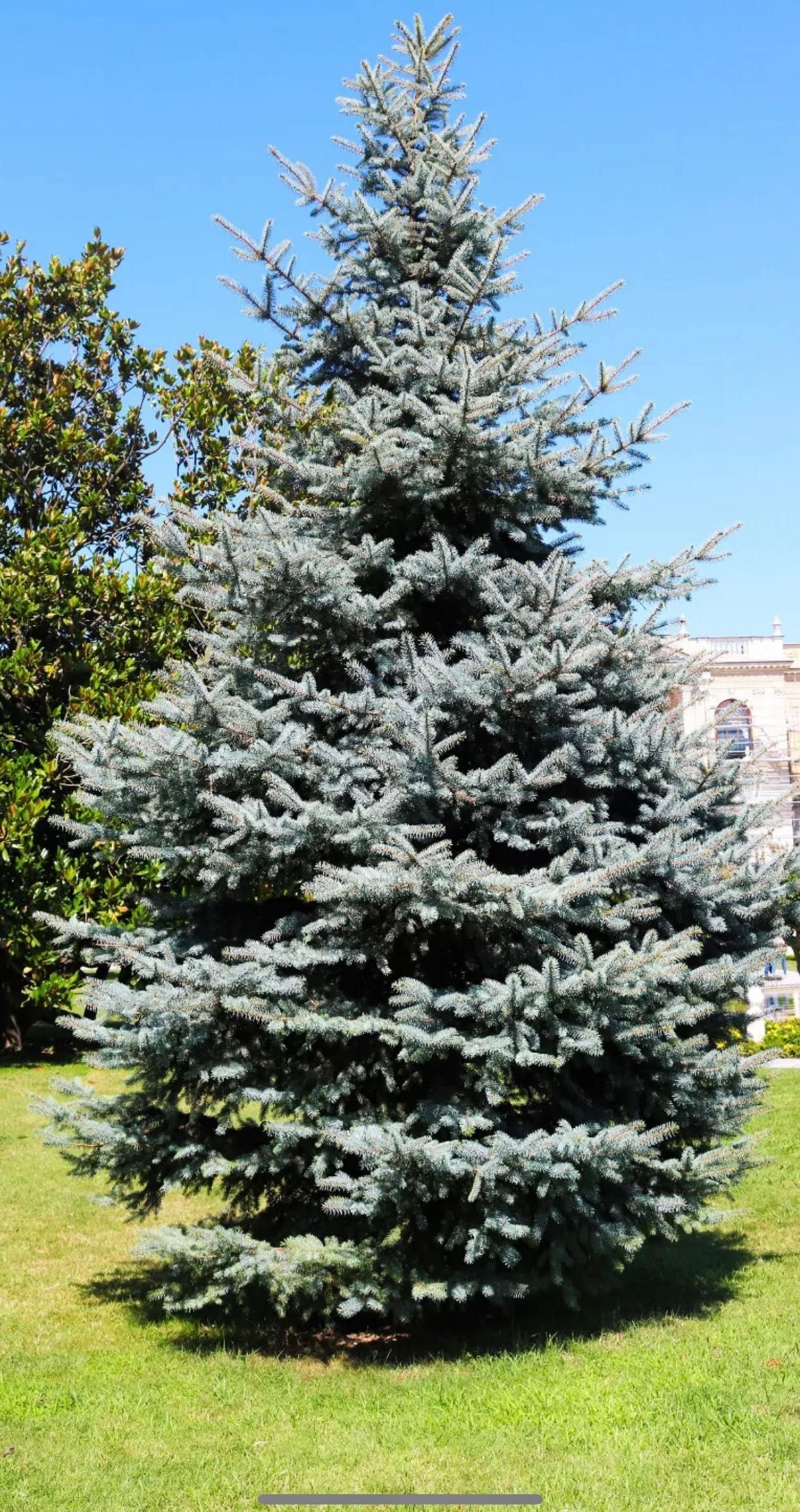 Голубая Ель / Hoopsii / Colorado BLUE SPRUCE Picea Pungens Glauca USA