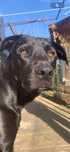 Caine CaneCorso!!