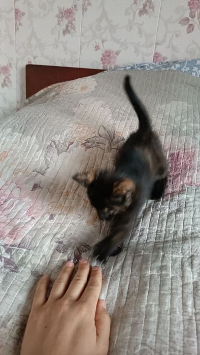 Отдам котёнка в хорошие руки
