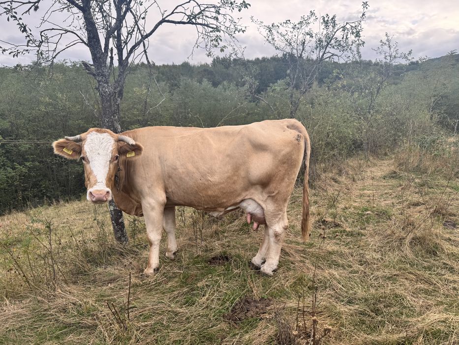 Vaca de vanzare cu vitea