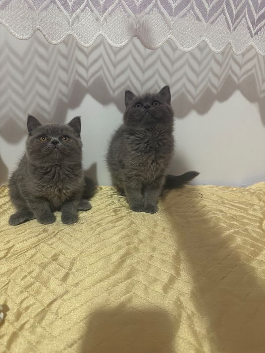 Британска късокосместа