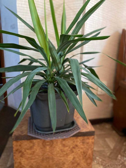 Большая ЮККА  (комнатное растение)