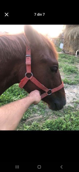 Vand mânz  1 an jumatate