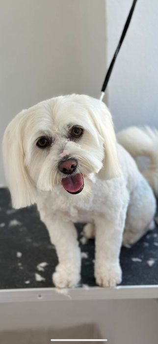 Frizerie canina. Tund catei pachet 100 lei. Tund si la domiciliu