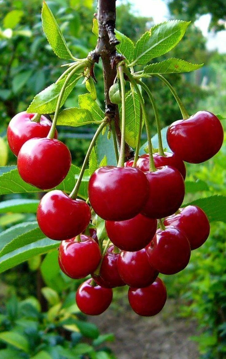 Продам домашнюю вишню
