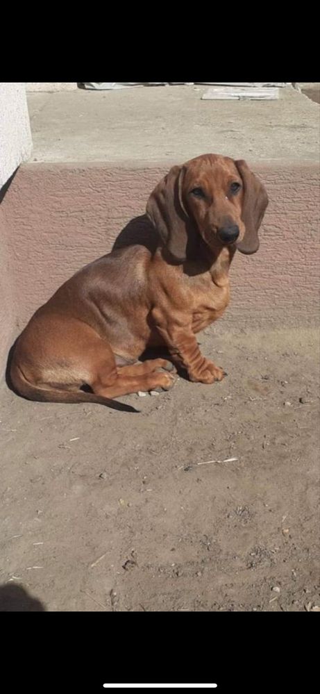 Mascul Teckel cu pedigree import Ungaria