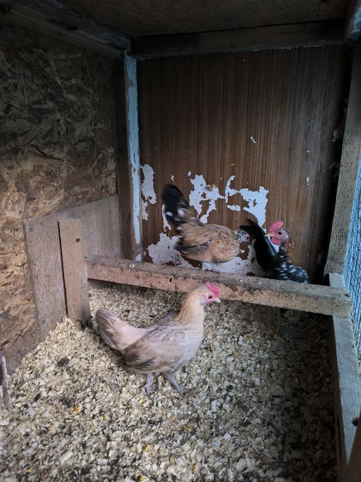 Карликовые куры бентамка