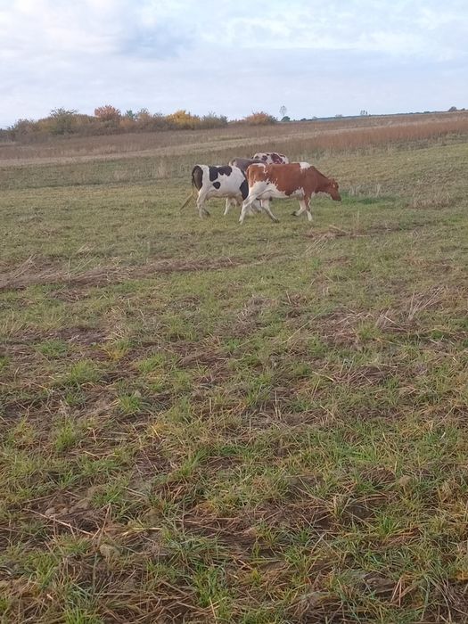 Vand lot de vaci  13 bucati