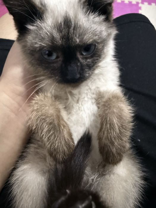 Котенок сиамский