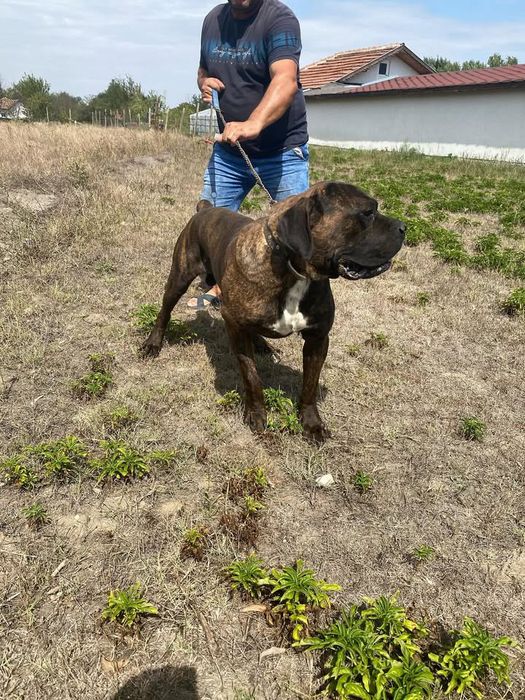 Цена по договаряне !