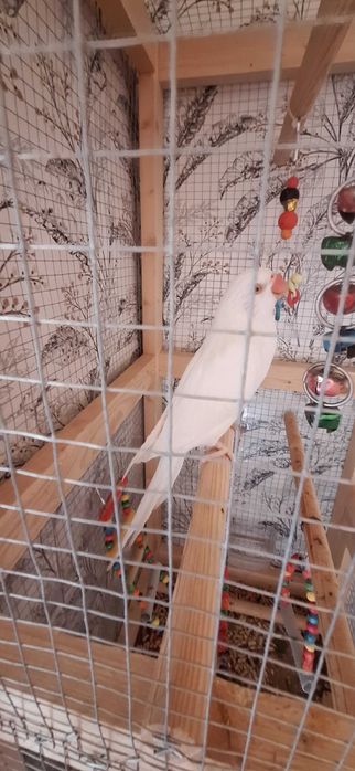 Vând Micul Alexandru Alb