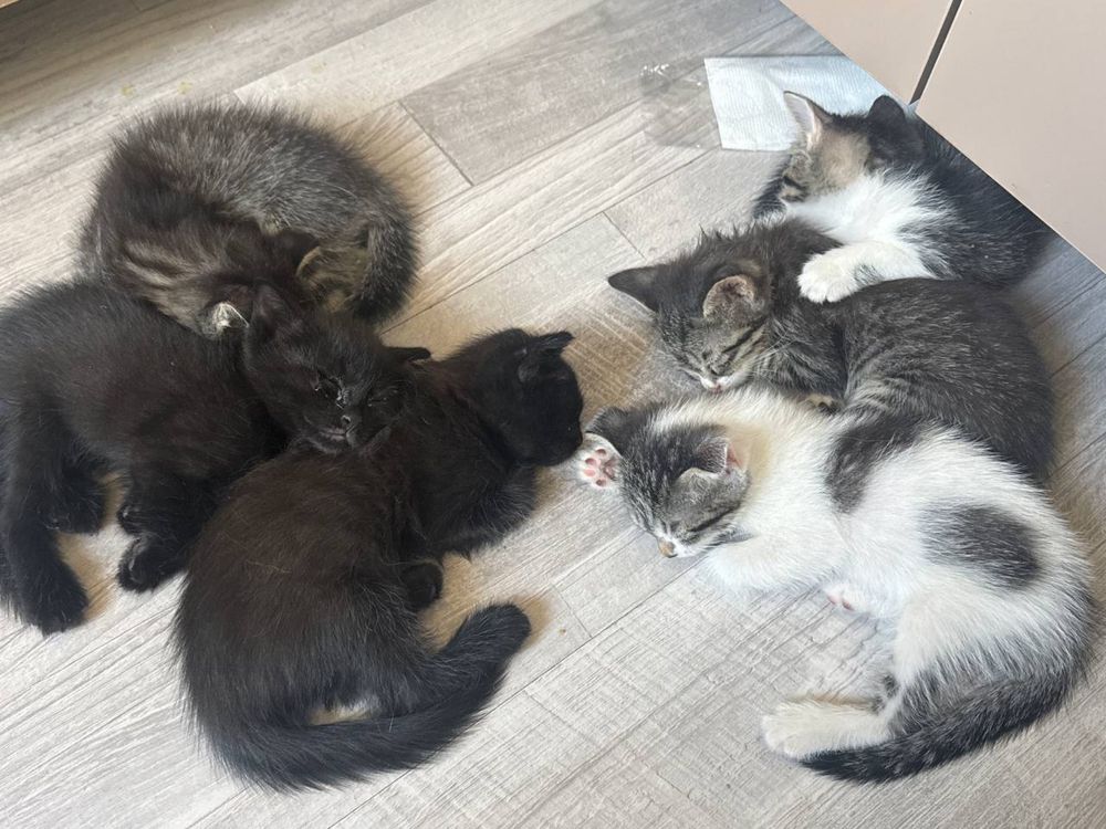 продается котенки