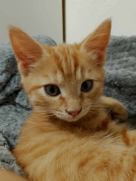 котику СРОЧНО нужен новый домик!