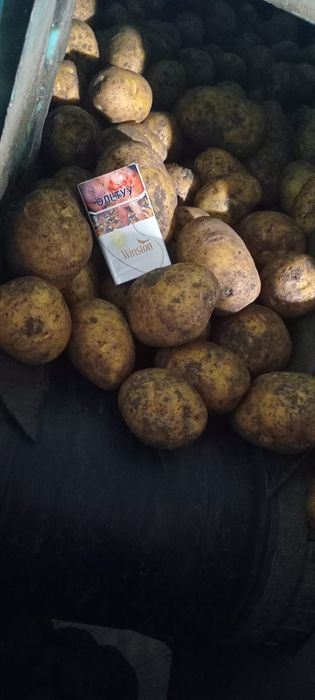 Картошка сорт Гала оптом