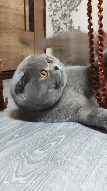 Продойотся девочка фолд 6 месячная