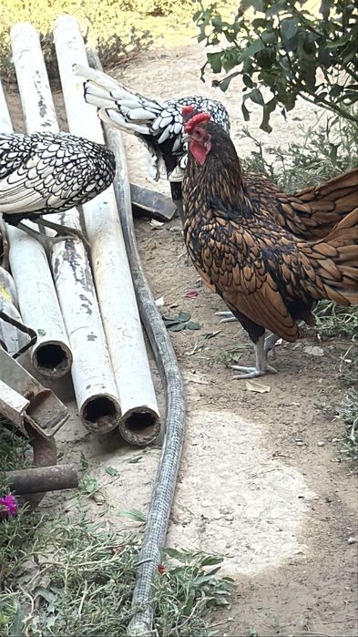 Zolotoy sibrayt 2+2 yosh narsalar. 4 oyli