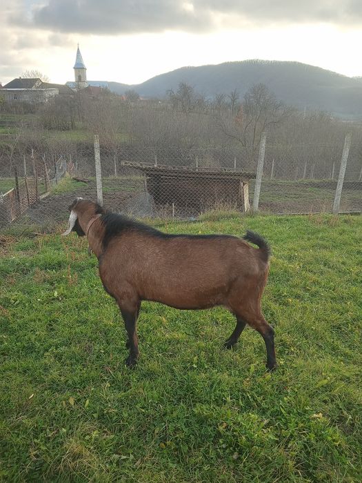 Vând țap Anglo Nubian cu Pedigree