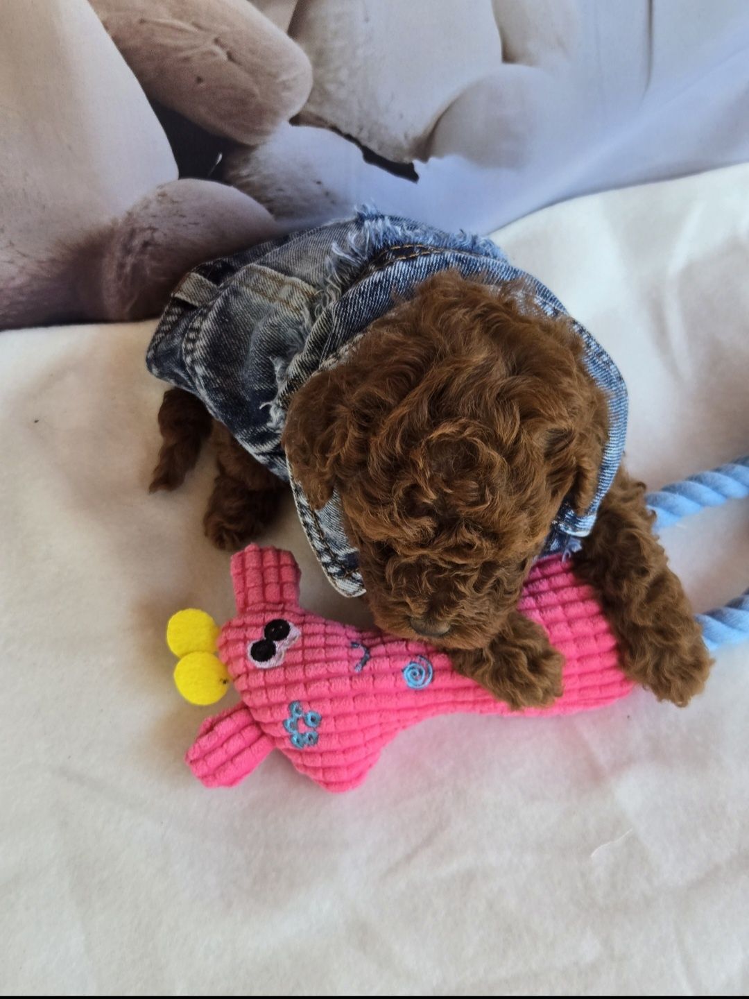 Пудел той Poodle toy с родословие момиче