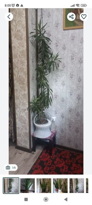 Продам драцену окаймленную