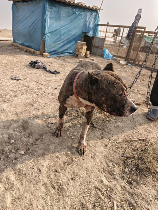 Pitbul kuchuk sotiladi